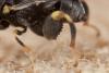 Brachymeria sp.